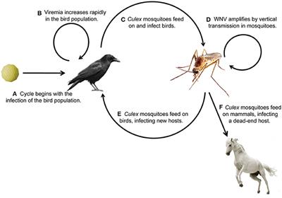 The Immune Responses of the Animal Hosts of West Nile Virus: A Comparison of Insects, Birds, and Mammals